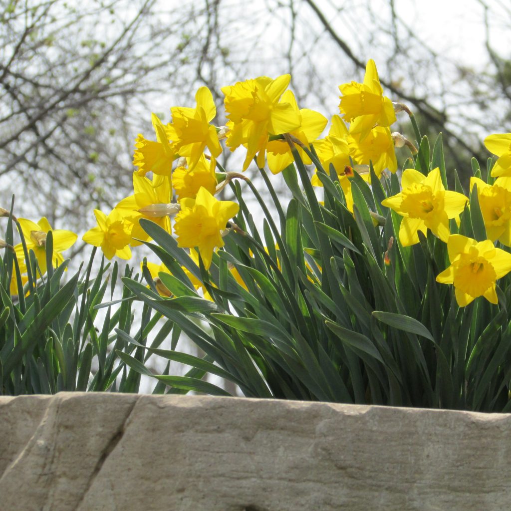 photograph of daffodils