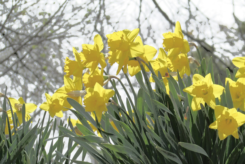 daffodils inspire artist and poets